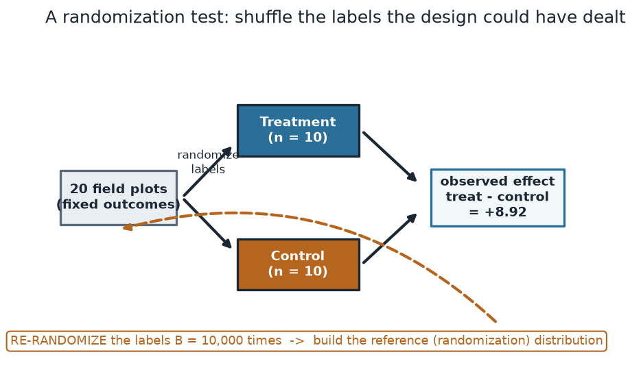 Flow diagram: a box of 20 field plots with fixed outcomes splits by randomized labels into a Treatment box (n=10) and a Control box (n=10); both feed an observed-effect box reading treatment minus control equals plus 8.92; a dashed loop arrow returns to the plots labeled re-randomize the labels 10,000 times to build the reference distribution.