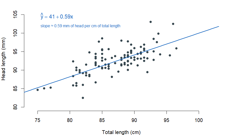 A scatterplot of brushtail possum total length on the x-axis (in centimeters) versus head length on the y-axis (in millimeters). The cloud of points trends moderately upward, and a fitted line is superimposed. The slope annotation shows about 0.59 millimeters of head per centimeter of total length.